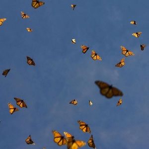 Meet your Posher, Kiara